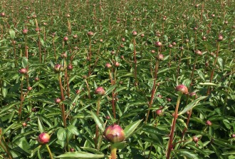Teelttip pioenen na de snee