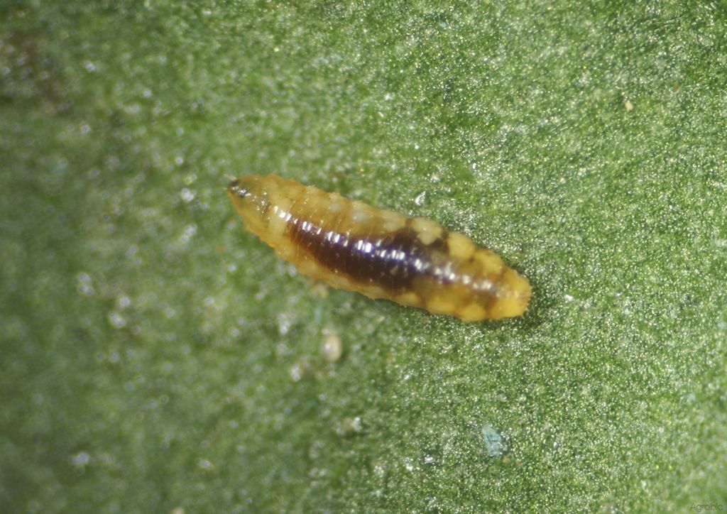 Feltiella Acarisuga 250/potje BL