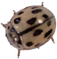 PROPYLEA 250 adults