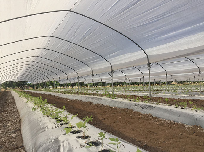 schermgaas Avoida 98mmt 4x100m wit