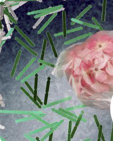 chrysantenzak 140x170 binnen 6000/doos