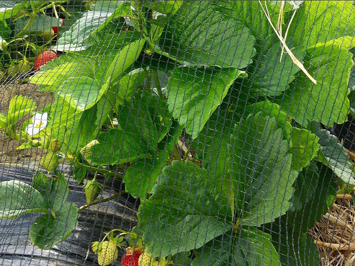 hagelnet Columba plus 35 gram 4x100m