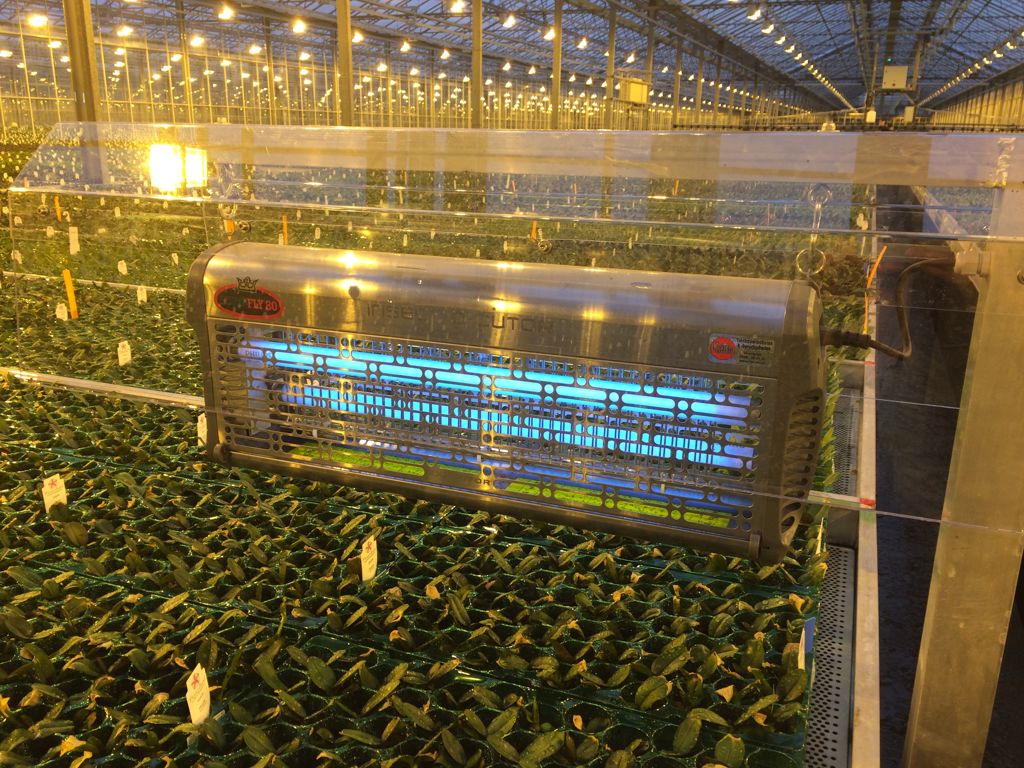 Insectenlamp 2x40W 300-400m² RVS