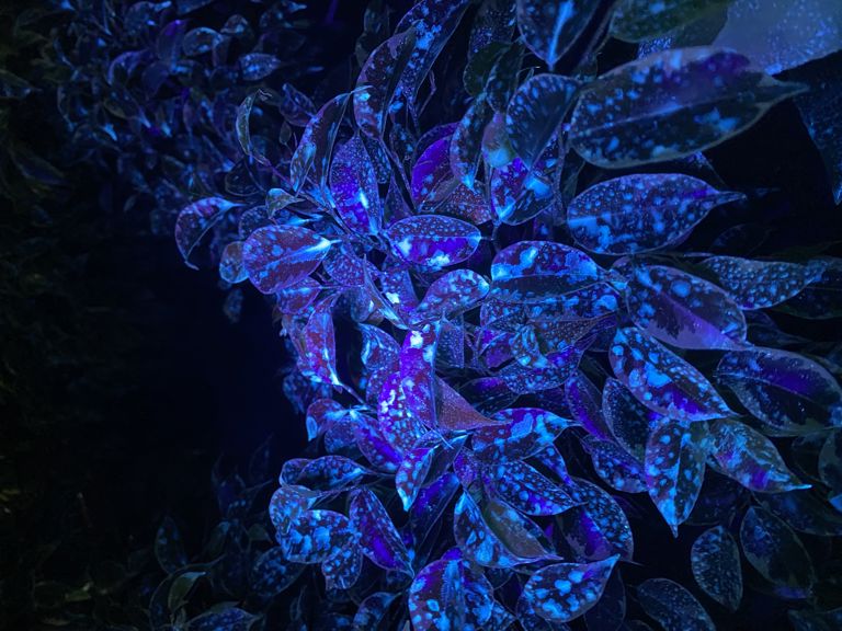 Blacklight zaklamp 110 x 45mm 51 Leds