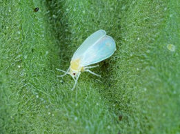 feromoon PheroDes (Kaswittevlieg) 10/pak