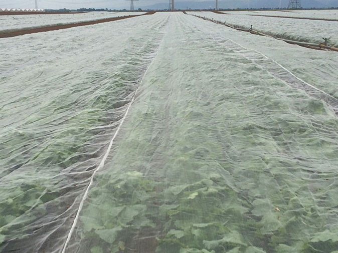 vliegengaas maas 0,95x1,35mm 3x100m