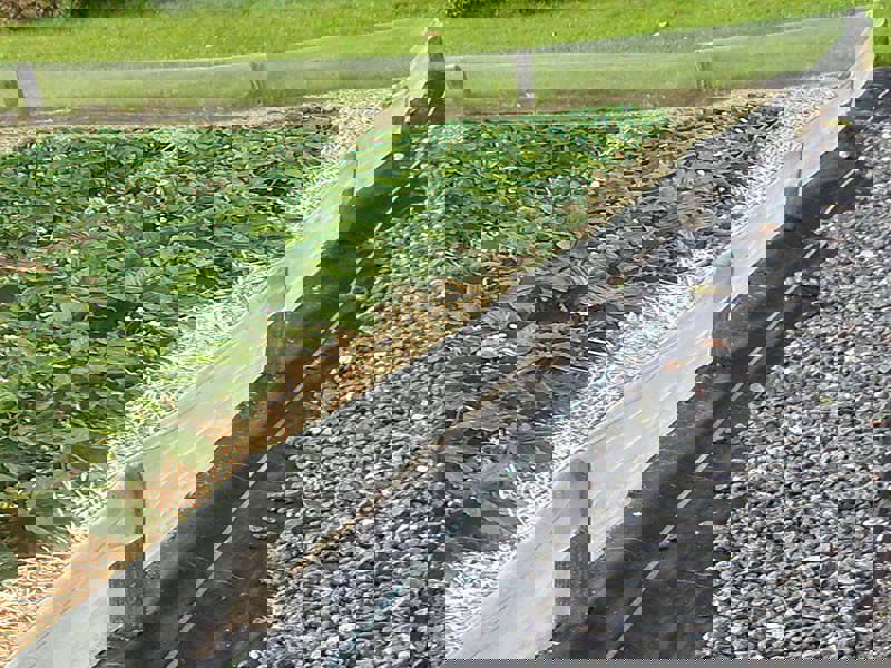 slakkenscherm transparant 0,5x100m