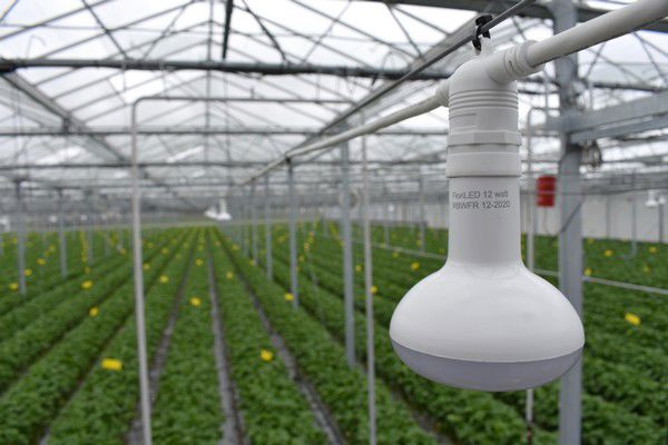LED lamp E27 ro+bl+wi excl. verrood