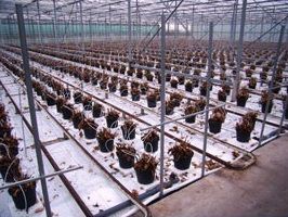 verz. kopligger 15x15x1mm 103cm