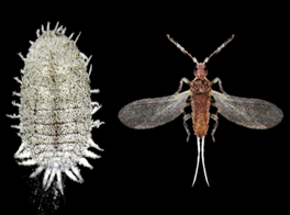 feromoon PheroCitri(Citruswolluis)10/pak