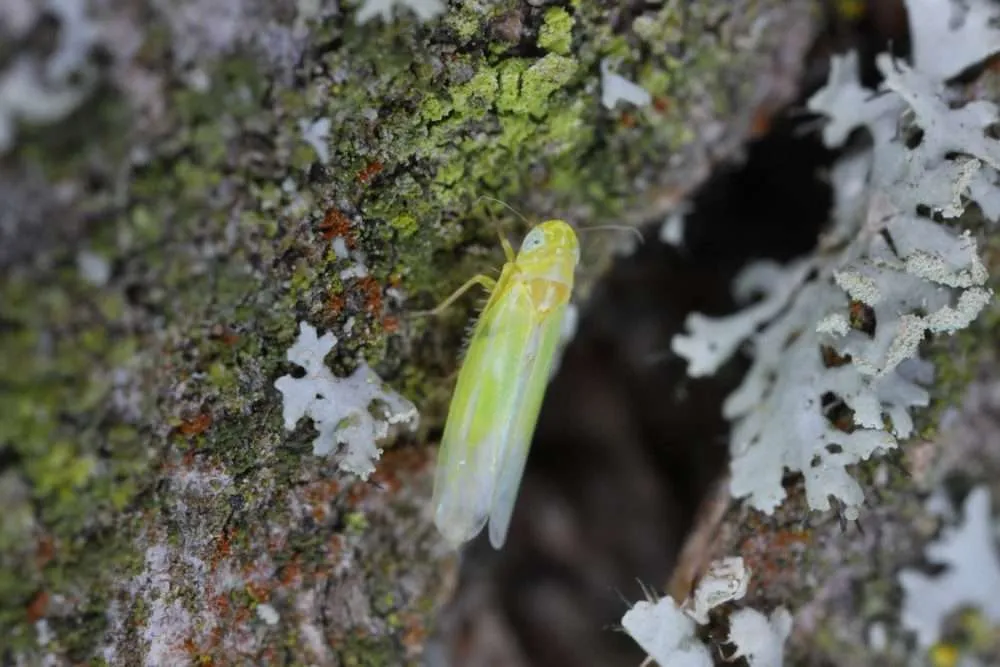 feromoon PheroCica (Cicade) 10/pak