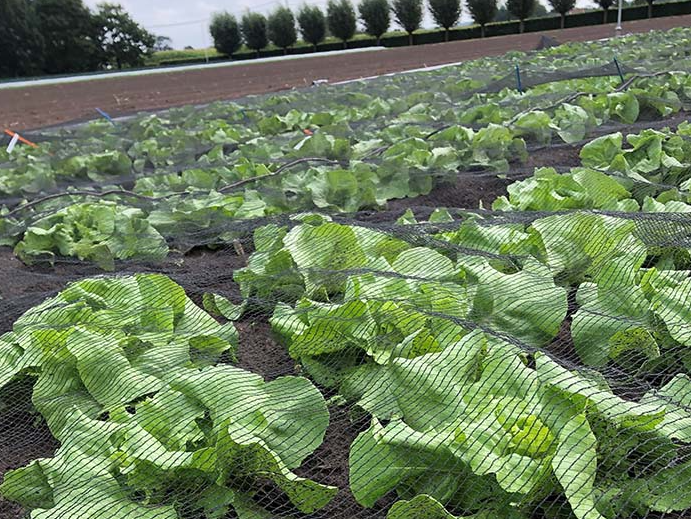 vogelnet Cordata maas 22mm 12x100m