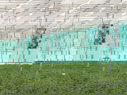 tripsgaas maas 0,15x0,31mm 4,2x100m