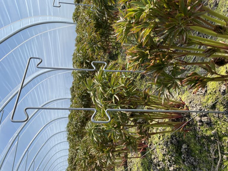 pioen-touw-steun 850x300x6mm 4 oortjes