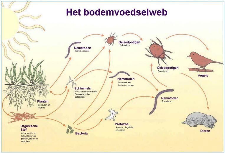 analyse bodemvoedselweb