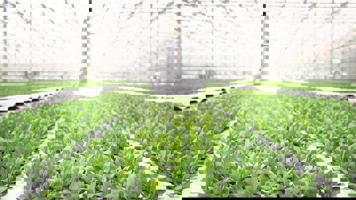 led lamp 9,3W deepred/white/farred