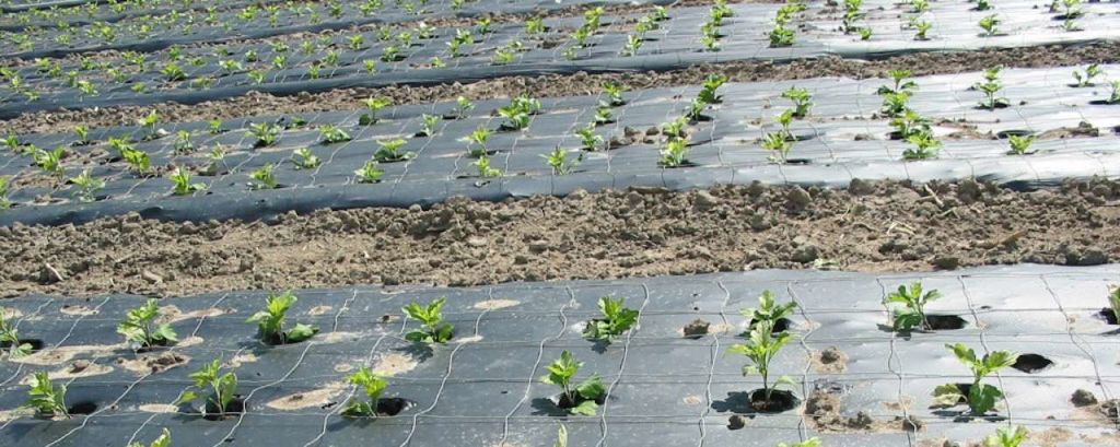 biofolie zwart 150cm 15mu 1000m/rol