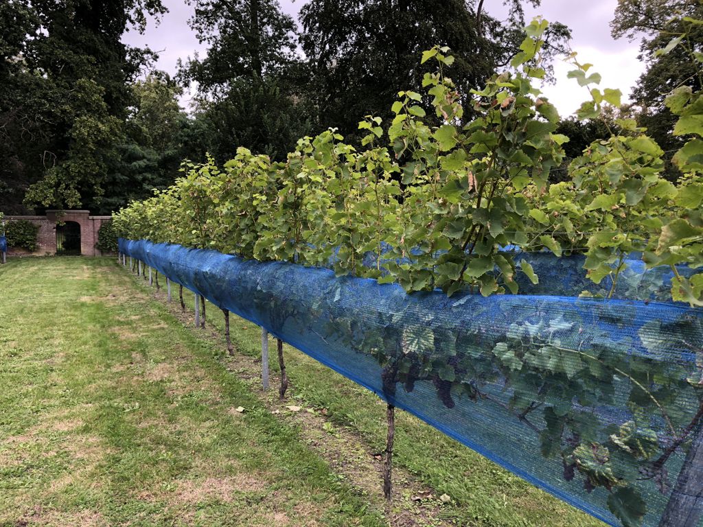 wespennet Vinea blauw 30 gram 0,9x250m