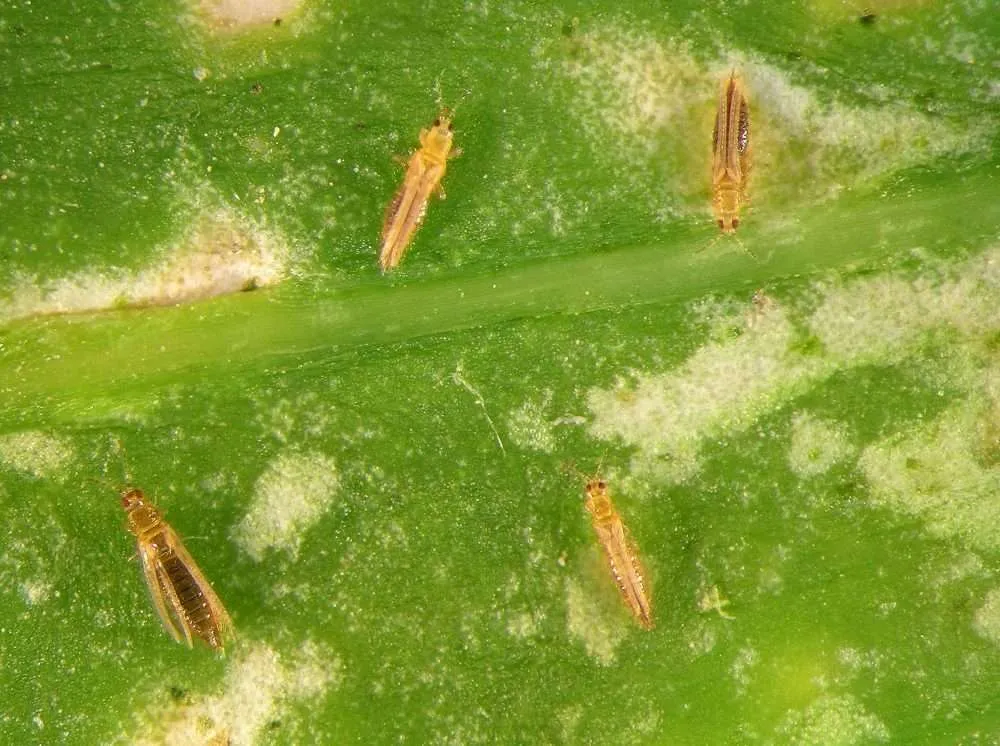 feromoon Phero Thrip 2.0 Ø5mm 10/pak