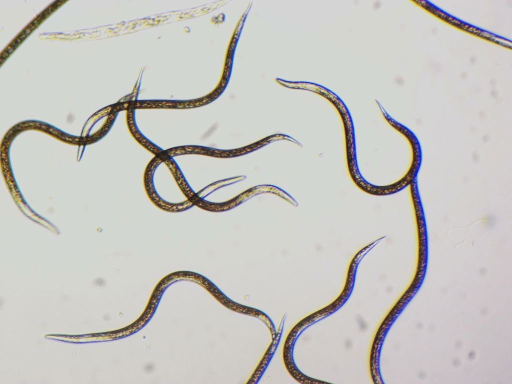 Nemasys F 250miljoen