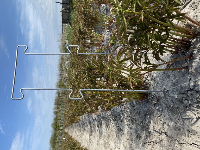 pioen-touw-steun 850x300x6mm 4 oortjes