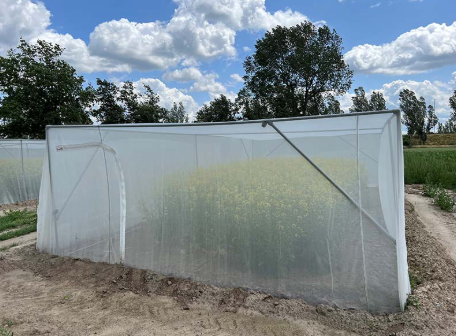 wittevliegengaas maas 0,27x0,88mm 5x200m