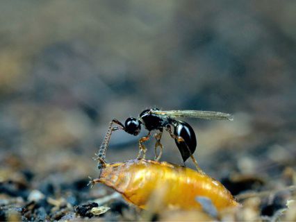 DROSOPHIcontrol 500/fles AB2