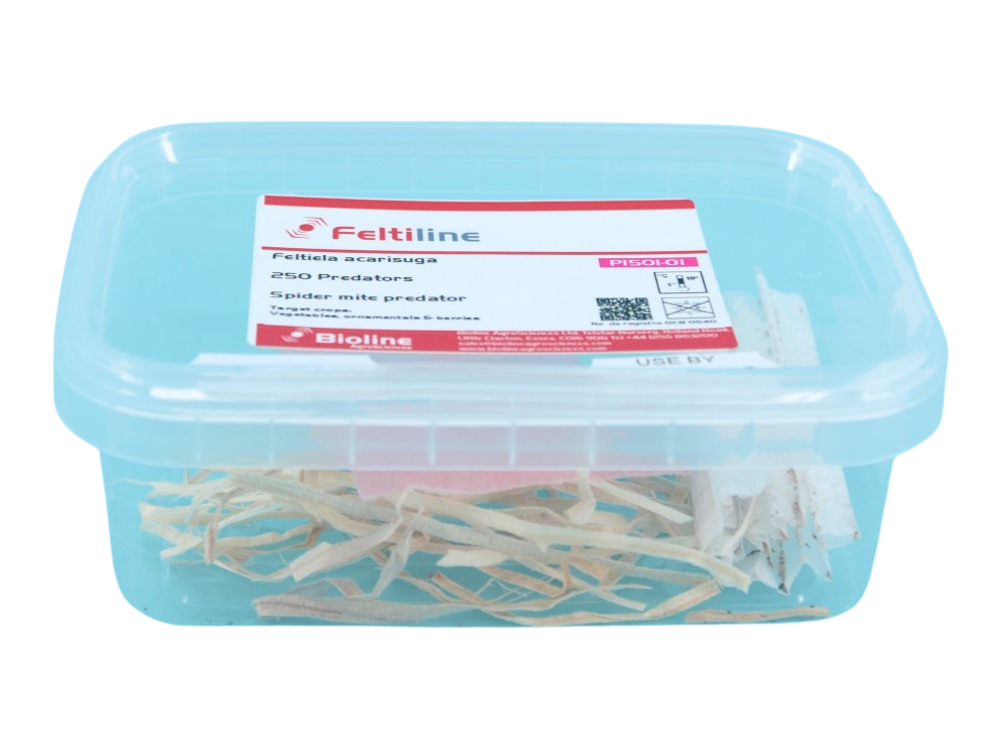 Feltiella Acarisuga 250/potje BL