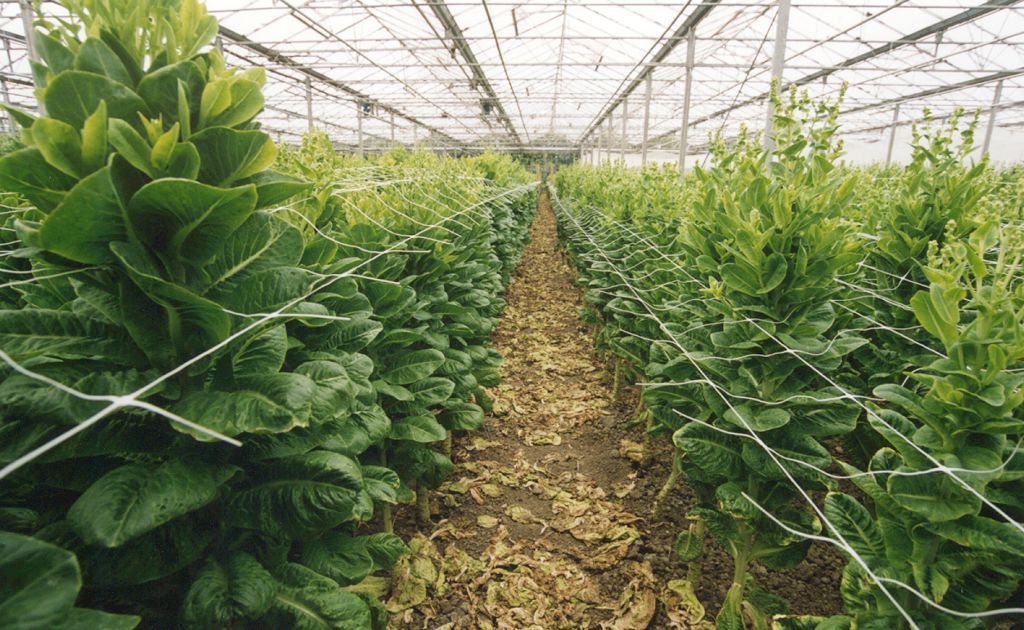 steungaas 12-maas 17x15cm 204cm 1000m