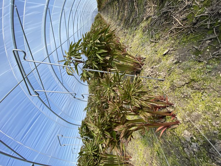 pioen-touw-steun 850x300x6mm 4 oortjes