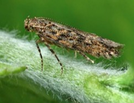 feromoon PheroTuta (Mineermot) 10/pak