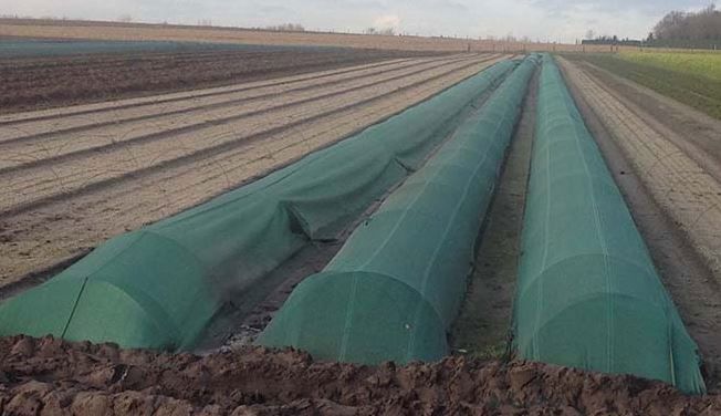 schermgaas tape Quadra 100MTE 1,5x50m