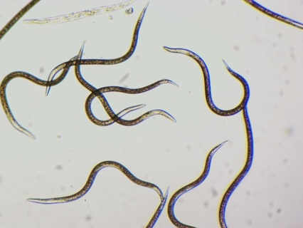 NemaControl Feltiae 250 miljoen (gel)