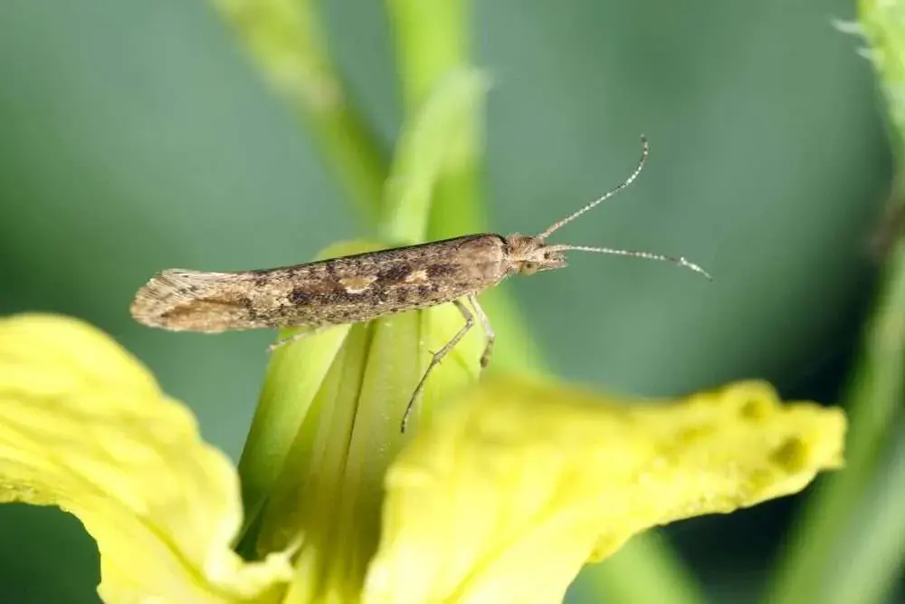 feromoon PheroPlutella (Koolmot) 10/pak