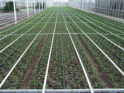 gaas 115x125mm 1,40mm 138cm 100 meter