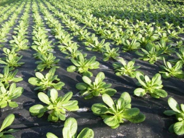 gronddoek Mulchvlies zw 50 gram 2x200m