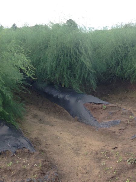 biofolie zwart 180cm 18mu 1000m/rol