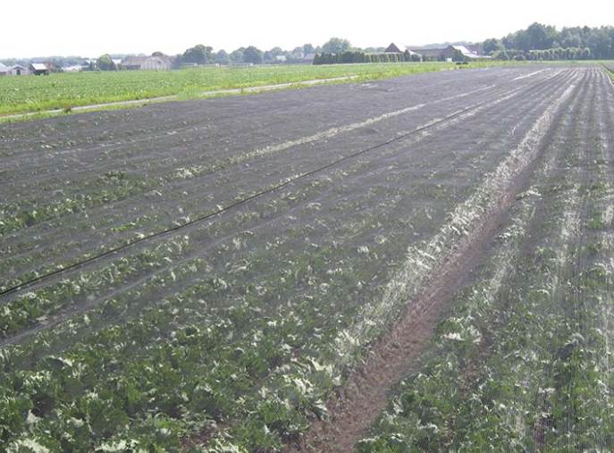 vogelnet Cordata maas 22mm 6x100m