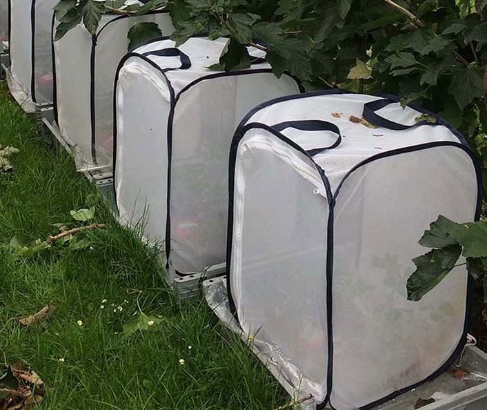 Cavea Pop-up gaaskooi 60x60x90 cm rondom