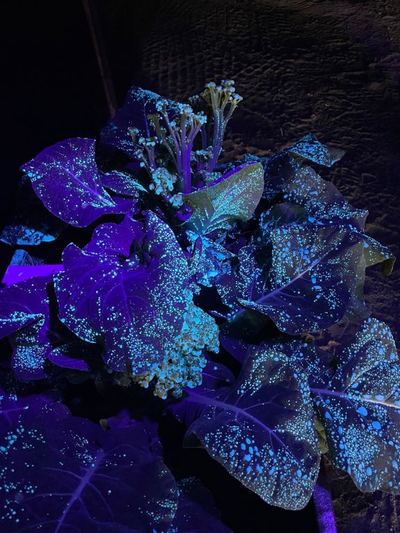 Blacklight zaklamp 110 x 45mm 51 Leds