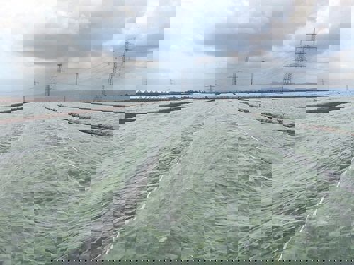 koolvlieggaas maas 1,35x1,35 10,8x100m