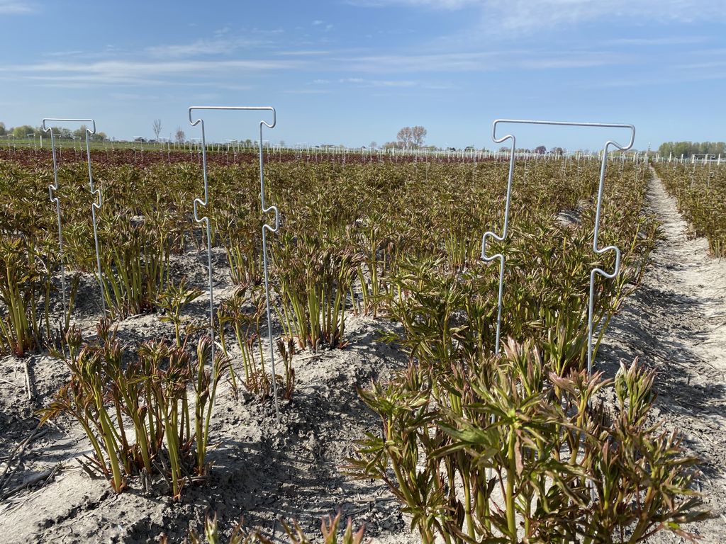 pioen-touw-steun 850x300x6mm 4 oortjes