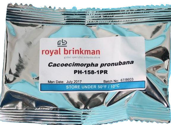 deltacapsule (Anjerbladroller)
