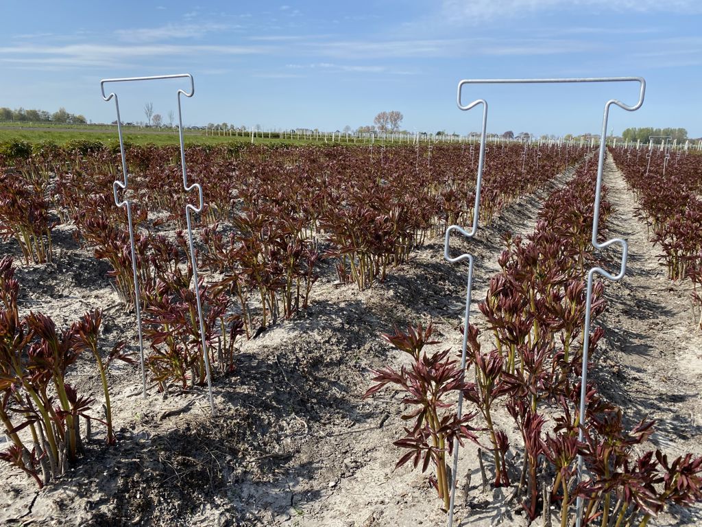 pioen-touw-steun 850x300x6mm 4 oortjes