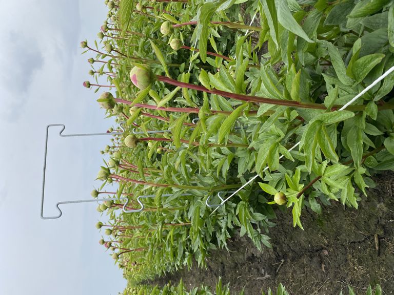 pioen-touw-steun 900x250x6mm 6 oortjes