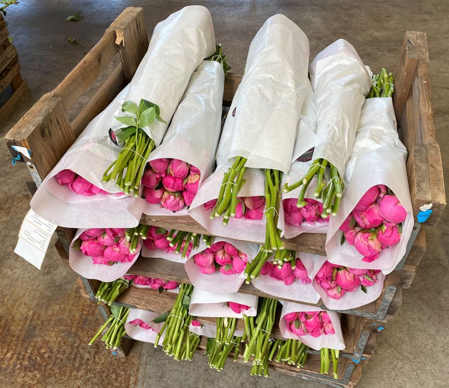 pioenpapier witkraft 50x75cm gebogen plt