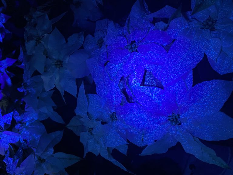 Fluorescerende stof (poeder) 250 gram