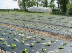 mulchfolie zwart 120cm 30mu 1000m