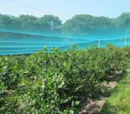 vogelnet Cordata maas 17mm 12x100m