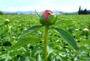 Pioenenteelt voedingsadvies